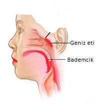 Geniz Eti (Adenoid)